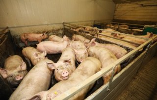 Minder+aanmeldingen+bij+Vertrouwensloket+Welzijn+Landbouwhuisdieren
