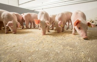 Kraamopfokhok+of+drie+tomen+mengen+voor+het+spenen+is+het+beste