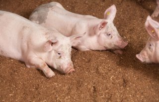 Krullvarken+wint+Deltaplan+Veehouderij+Award+2024