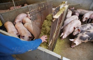 Ruim+honderdduizend+vleesvarkensplaatsen+minder+dan+in+2023