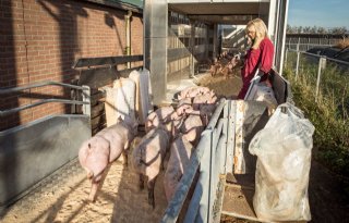 Biggenexport+ietsje+hoger+dan+jaar+geleden