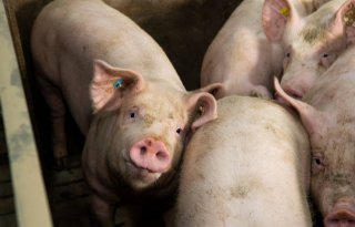 Voorstel bijdrage Diergezondheidsfonds: tarieven voor varkens omlaag