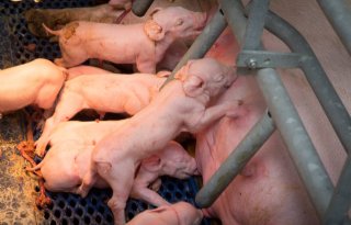 ForFarmers+verbetert+biestkwaliteit+zeugen+met+voer