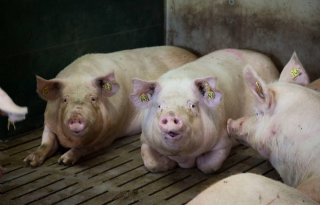 AgruniekRijnvallei+past+nu+ook+dierlijk+eiwit+toe+in+zeugenvoer