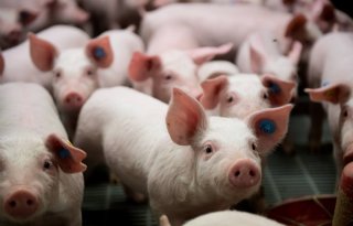 ForFarmers-klanten verbeteren varkensprestaties