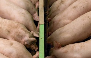 Duitse+varkensnotering+met+13+cent+per+kilo+verhoogd