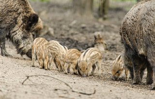 Duitse+vleesafzet+stuit+op+problemen+door+Afrikaanse+varkenspest