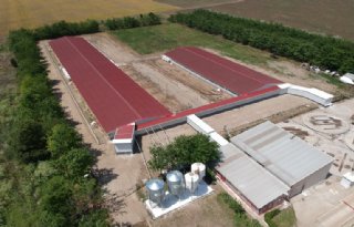 Roemeense+overheid+ziet+ruimte+voor+100%2E000+zeugen+extra