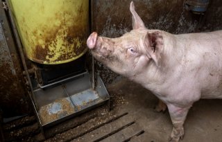 John Mocking en Karlijn Woubrugge vleesvarkens voerbak met 2 nippels 
