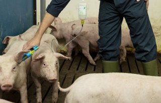 Groeiend+aantal+markten+accepteert+vlees+van+Improvac%2Dberen