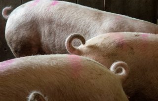 Franse+Cooperl+wil+met+bonus+varkens+met+krulstaart+stimuleren