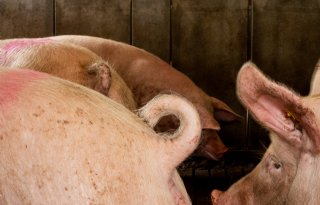 Transportwaardigheid+onderdeel+van+houden+varkens+met+krulstaart