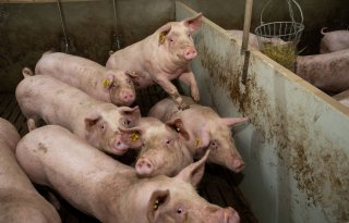 Rabobank%3A+%27MKZ+brengt+Europese+varkensmarkt+uit+balans%27