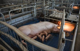 Dierwaardige+veehouderij+blijft+onderwerp+van+gesprek