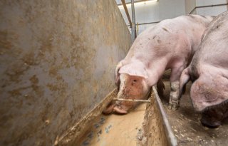 Schothorstse+kennis+en+advies+over+varkensvoeding+gaan+de+wereld+over