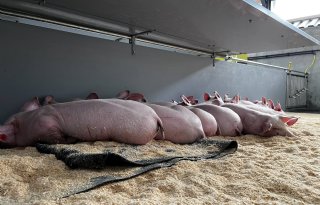 Praktijktest+wroetstal+en+%C3%A9%C3%A9n+ster+Beter+Leven%2Dstal+bij+biggen