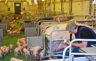 Piggy%27s+Palace+scoort+met+roze+varkensijs