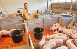 Vergoeding+voor+varkenshouders+van+Albert+Heijn+voor+aanpassingen+aan+stal
