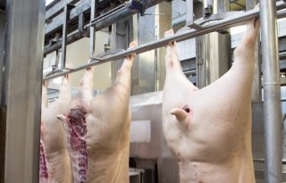 T%C3%B6nnies+wil+iets+zwaardere+varkens+met+meer+vlees