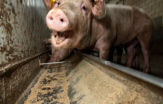 Efsa+vindt+nauwelijks+residuen+van+diergeneesmiddelen