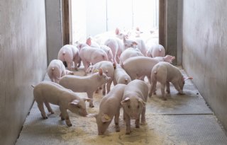 Vleesvarkensprijzen+blijven+laag%2C+biggenmarkt+toont+eerste+herstel