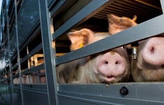 Duidelijke+regels+nodig+voor+transportwaardigheid+varkens