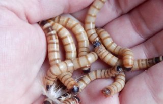 Vier+niet+toegestane+reststromen+mogelijk+geschikt+als+insectenvoer