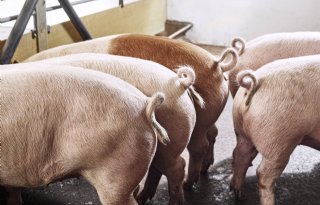 Integrale aanpak brengt succes bij krulstaarten