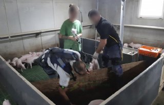 Exoskelet+vermindert+belasting+bij+bigvaccinatie+niet