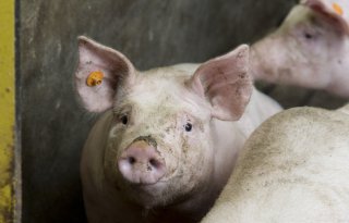 Vleesvarken+brengt+20+euro+minder+op%2C+big+10+euro