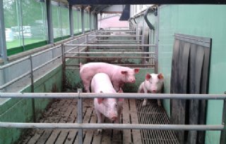 Uitloop+biologische+varkens+niet+vergoed+bij+opkoopregeling