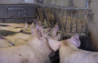 Zeugen happen ruwvoer gretig uit stroruif