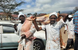 Voer+en+advisering+maken+Keniaanse+varkenshouderij+kansrijk