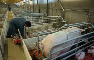 Structuur in kraamstal levert varkenshouder extra tijd op
