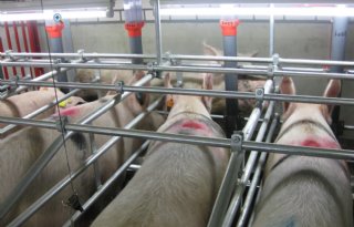 Bij tweede berigheid op juiste moment insemineren loont
