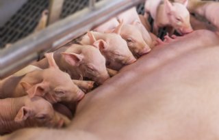 Darmbacterie Clostridioides difficile vaker oorzaak van kraamstaldiarree dan colibacterie