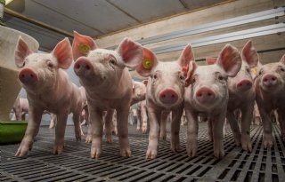 Prijzen vleesvarkens en biggen blijven stabiel