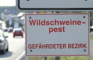 Saksen van vrij weer naar besmet met Afrikaanse varkenspest