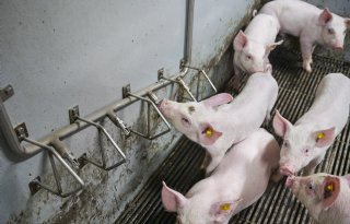 Nederlandse veehouderij boven fosfaatplafond, ondanks krimp veestapel