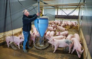 Biologisch+varkenshouden+in+Wintelre%3A+ruimte%2C+stro+en+rust+als+basis