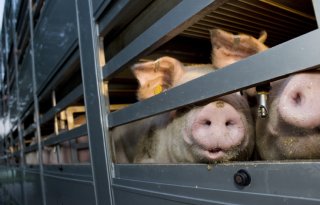 Vee&amp;Logistiek Nederland noemt verbod op veetransport boven 30 graden onuitvoerbaar