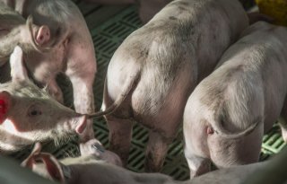 Overheid en sector zoeken oplossing voor onduidelijkheid rond staartschade varkens