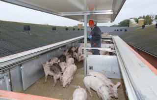 Biggenprijzen dalen, vleesvarkens nog stabiel