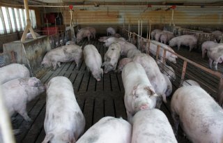 Forse stijging antibioticagebruik Amerikaanse varkenshouderij