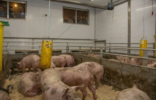 Varkensprijzen gelijk, biggen opnieuw goedkoper