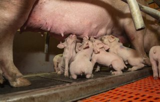 Zeugen+met+hoge+fokwaarde+voor+moedereigenschappen+zijn+rustiger