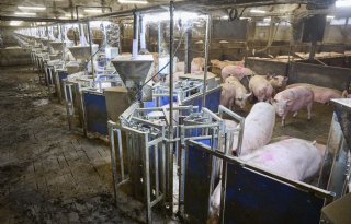 MaxiBuff kan verschil maken: ‘Calciumbron stimuleert prestatiedrang’
