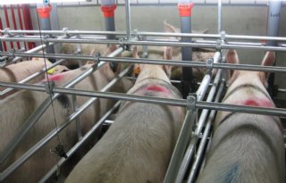Recordjaar met sterke groei voor Topigs Norsvin