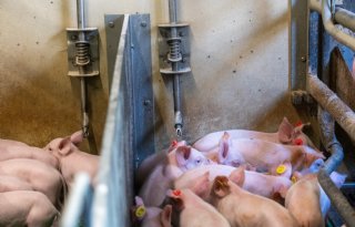 Varkenshouderij boekt stevige winst in antibioticareductie