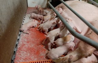 DanBred+verbetert+bigoverleving+flink+in+korte+tijd
